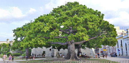 panoramic view of Old Havana plaza with ceiba tree, August 2009のeditorial素材