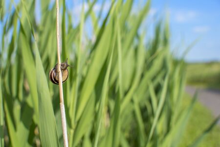 Snail climbing a grass blade on a summer dayの写真素材