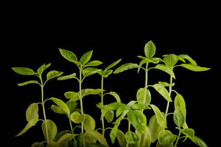 Basil plants growing isolated over black backgroundの写真素材