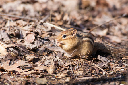 Eastern Chipmunk (Tamias striatus) eating seeds on the ground - Ontario, Canada