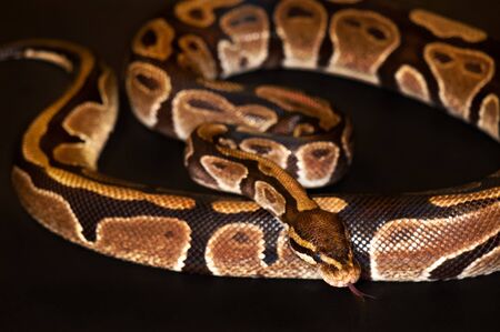 Ball Python - Python regius, isolated on a black background.の写真素材