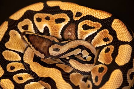 Ball Python - Python regius, isolated on a black background.の写真素材