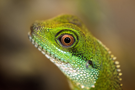 Close up detail of a green water dragon eyeの写真素材