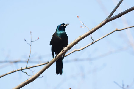Male Common Grackle Quiscalus quiscula perching on a tree - Ontario, Canada
