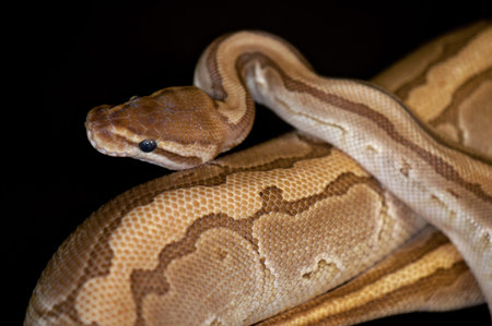 Ball Python - Python regius, isolated on a black background.
