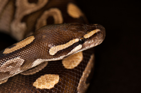 Ball Python - Python regius, isolated on a black background.の写真素材