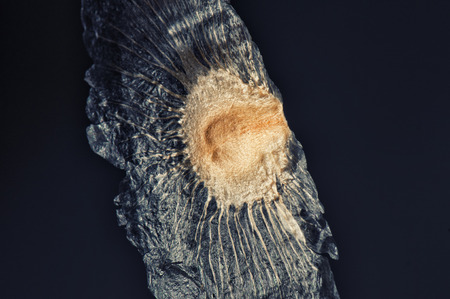 Macro detail of winged seed isolated on black - Unknown tree species, taken in Havana, Cubaの写真素材