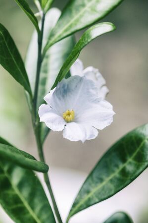 Macro detail of delicate white tropical flowerの写真素材
