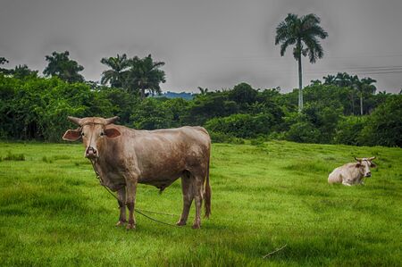 Cuban countryside landscape with cattlet, taken in Pinar del Rio, Cubの写真素材