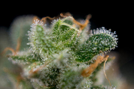 Abstract macro detail of cannabis bud (mangolope marijuana strain) with visible hairs and trichomes...