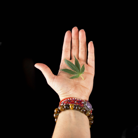 Female hand holding small cannabis leaf isolated over black background - cannabis conceptの写真素材