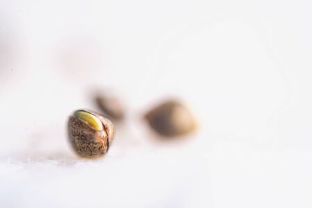 Macro detail of marijuana seeds sprouting over white background - cannabis growing conceptの写真素材