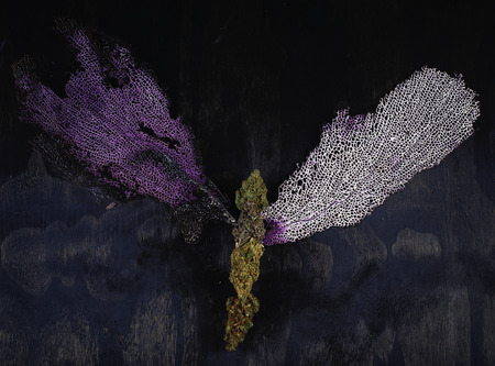 Detail of assorted dried cannabis buds with sea coral over black wood pattern - medical marijuana concept backgroundの写真素材