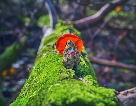 Detail of cannabis bud in front of a poppy flower - medical marijuana for veterans conceptの写真素材