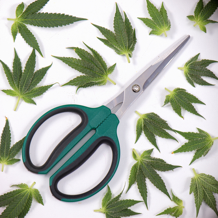 Trimming scissors with small cannabis leaves isolated over white background - medical marijuana conceptの写真素材