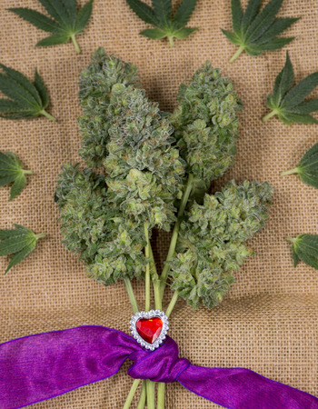 Small bouquet of fresh cannabis flowers (Mangolope marijuana strain) trimmed and wrapped in purple ribbon with small sugar leaves over burlap backgroundの写真素材
