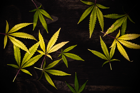 Fresh harvested cannabis leaves pattern isolated over black background - medical marijuana conceptの写真素材