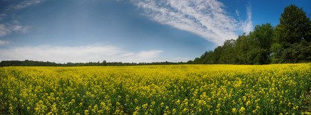 Panoramic view of blooming yellow rapeseed field under blue sky during the summer in Collingwood, Ontarioの写真素材