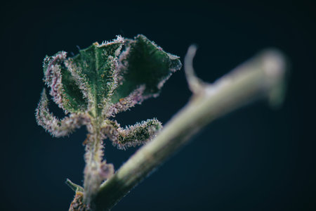 Macro detail of cannabis stem with weed leaf showing trichomes (ambrosia marijuana strain) isolated...