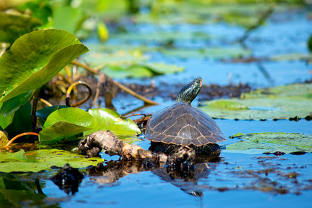 Close up of painted turtles on Point Pelee conservation area, a national park on southwestern...