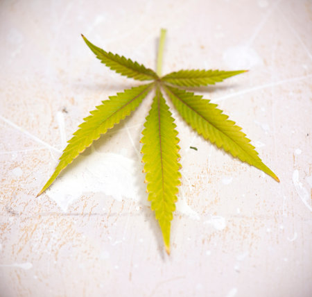 Fresh harvested cannabis leaf isolated over white background - medical marijuana conceptの写真素材