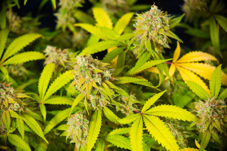 Close up detail of Cannabis cola (Sour Diesel marijuana strain) with visible hairs, trichomes and...