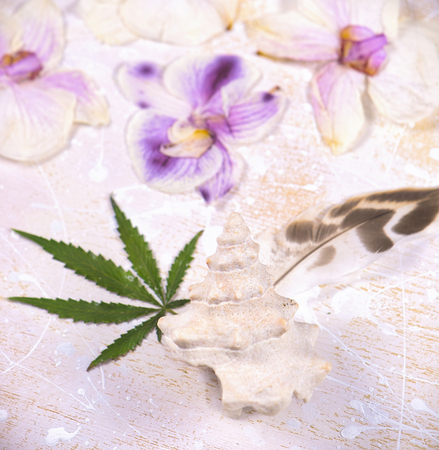 Cannabis leaves, shells and dried pink orquid petals isolated over white background - marijuana spa conceptの写真素材