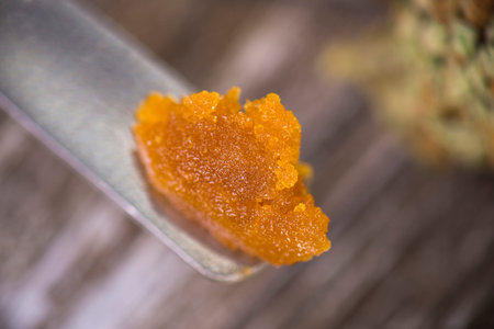Macro detail of cannabis concentrate live resin (extracted from medical marijuana) isolated over...
