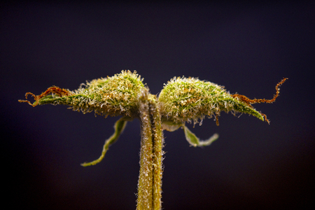 Macro detail of cannabis calyx (sour tangie strain) isolated on black background with visible trichomes - Medical marijuana conceptの写真素材