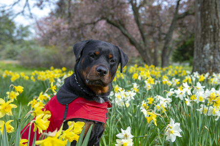 Portrait of adult male rottweiler posing among daffodils with attentive expressionの写真素材