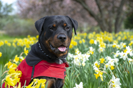Portrait of adult male rottweiler posing among daffodils with attentive expressionの写真素材