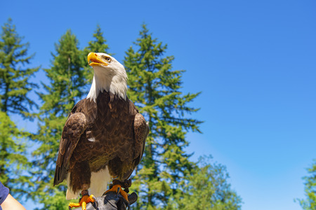 Close up of bald eagle perching on a handlers arm at a Vancouver Island rescue center in British Columbia, Canadaの写真素材