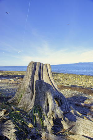 View of Rathtrevor Beach provincial park during low tide in Vancouver Island, BC, Canadaの写真素材