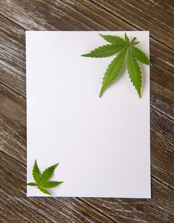 Cannabis leaves isolated over empty white paper on wood background - marijuana card conceptの写真素材