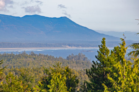 View of Tofino lush foliage with elevations and Long Beach in the horizon, taken in Vancouver...