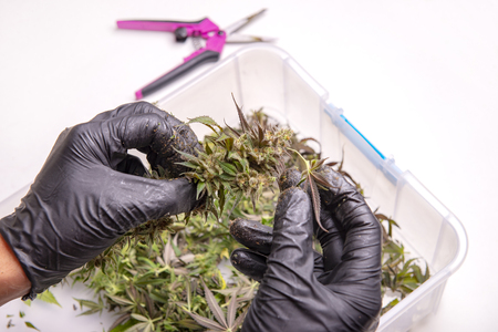 Hand with gloves trimming a fresh cannabis flower over white background - cannabis cultivation conceptの写真素材