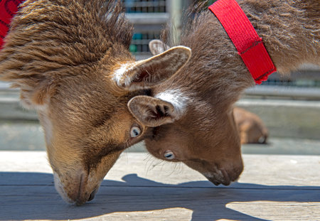 Adorable baby goats portrait taken at Victoria’s Beacon Hill Park in Vancouver Island, Canada