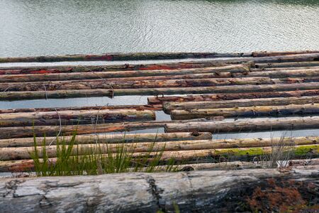 Detail of wood logs from the timber industry floating down a river in Vancouver Island, BCの写真素材