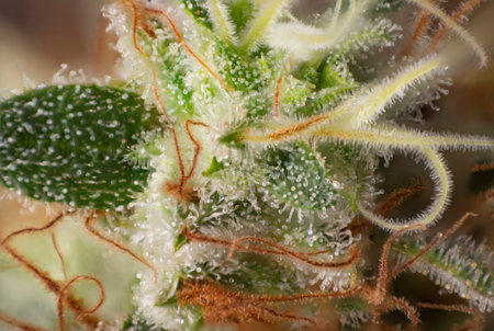 Macro detail of Cannabis flower (white critical strain) with visible trichomes, medical marijuana...
