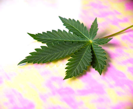 Detail of single cannabis or marijuana leaf on multicolor surfaceの写真素材
