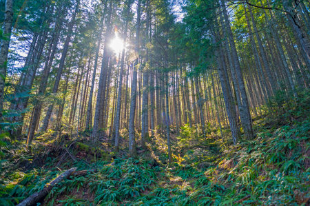 Sunrays filtering thru the forest foliage in a Vancouver Island provincial park, British Columbia, Canadaの写真素材