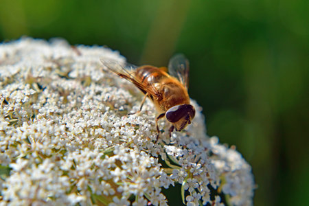 Close up bee landed on a white wildflower