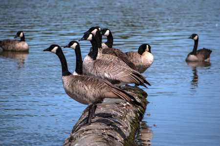 Geese in a lake at George C. Reifel Migratory Bird Sanctuaryの写真素材