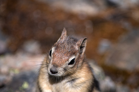 Isolated cute squirrel close upの写真素材