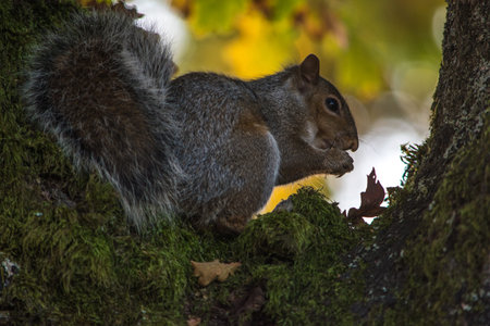 Squirrel eating a nut at a treeの写真素材