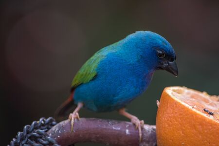 Small colorful bird feedingの写真素材