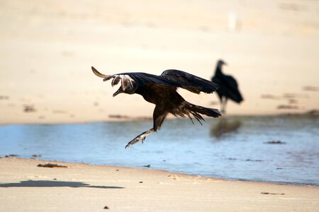 Vulture landing on sand in Trancosoの写真素材