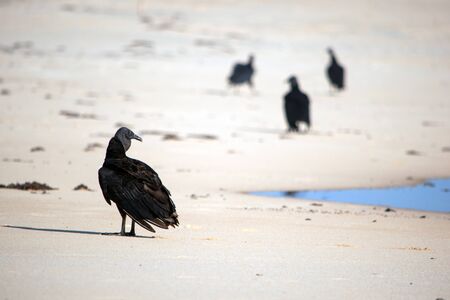 Vulture landing on sand in Trancosoの写真素材