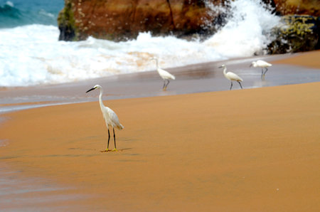 Great Egret standing in a shallow creek, looking for food.