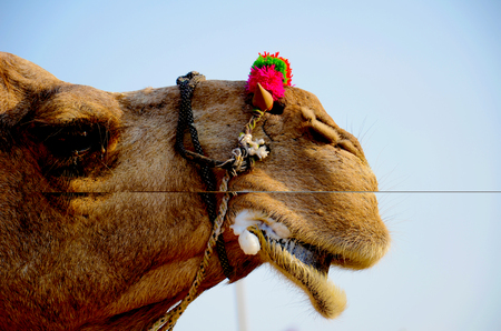 Camel chewing foodの写真素材